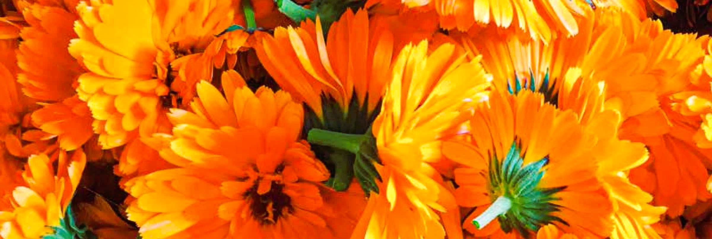 Suministro de productos a base de plantas a granel para pedidos personalizados 2