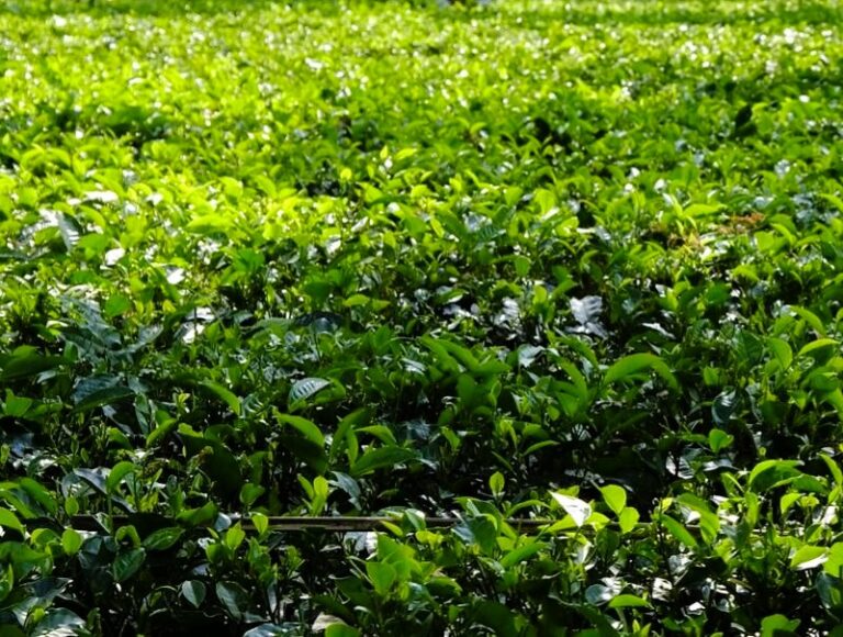 Fornitore di prodotti erboristici OEM alla rinfusa: cosa c'è da sapere 1 Fornitore per OEM Prodotti a base di erbe alla rinfusa 1