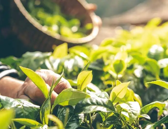 Fournisseur en gros de plantes médicinales pour les commandes en gros 2