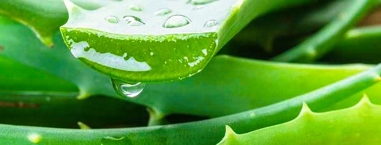 Solución ODM para las necesidades de productos herbales personalizados: desbloquear el poder de la solución herbal cosida 1 Solución ODM para necesidades de productos herbales personalizados 2