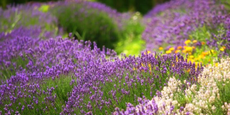 Flores Hierbas Enteras Comprar Temporadas Caducidad 4