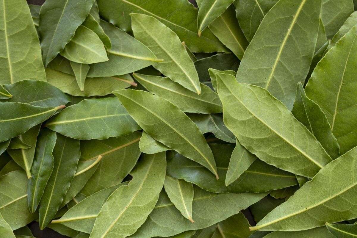 Opciones antisépticas a base de aceites volátiles y cortezas aromáticas 2