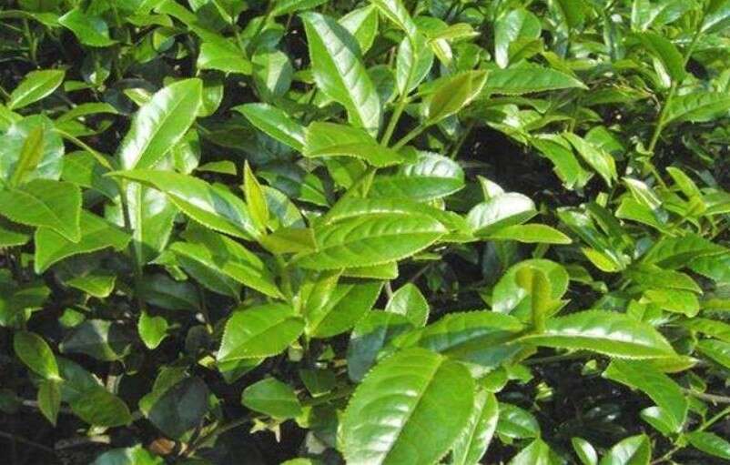 Opciones antisépticas a base de aceites volátiles y cortezas aromáticas 3