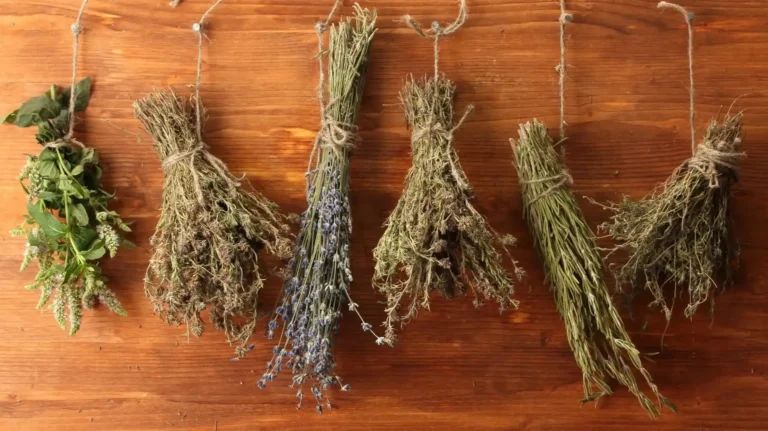 What Is the Best Dried Herb 3