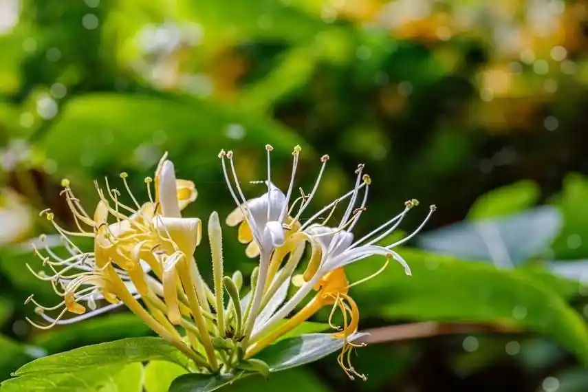 Geißblatt Jin Yin Hua Das natürliche antibiotische Kraut 1