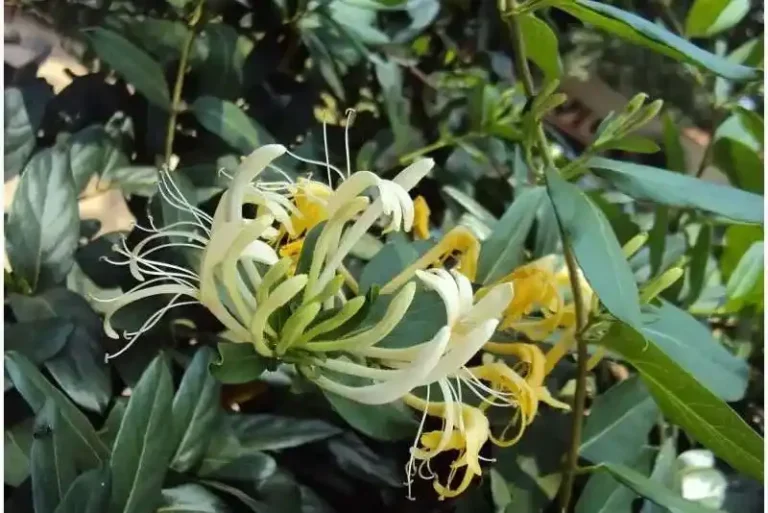 Caprifoglio (Jin Yin Hua): L'erba antibiotica naturale 8 Caprifoglio Jin Yin Hua L'erba antibiotica naturale 4