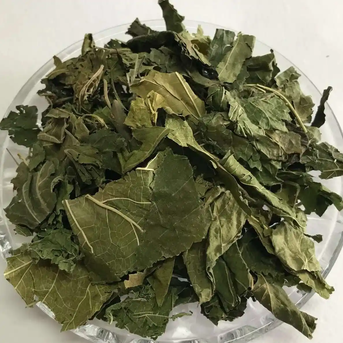Maulbeerblatt (Sang Ye): Reinigung der Lunge und Hustenlinderung 2 Maulbeerblatt Sang Ye Reinigung der Lunge und Hustenlinderung 1