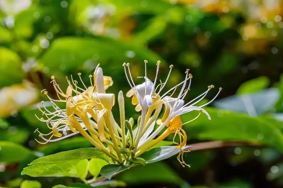 Fleurs entières de plantes médicinales chinoises, par exemple le chèvrefeuille Epimedium Opportunités en tant que matières premières cosmétiques 3