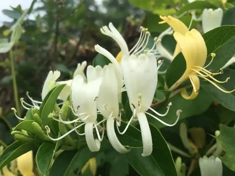 Flores enteras de plantas medicinales chinas (por ejemplo, madreselva, epimedium) Oportunidades como materias primas cosméticas 12 Flores medicinales chinas enteras, como la madreselva y el epimedio Oportunidades como materias primas cosméticas 4
