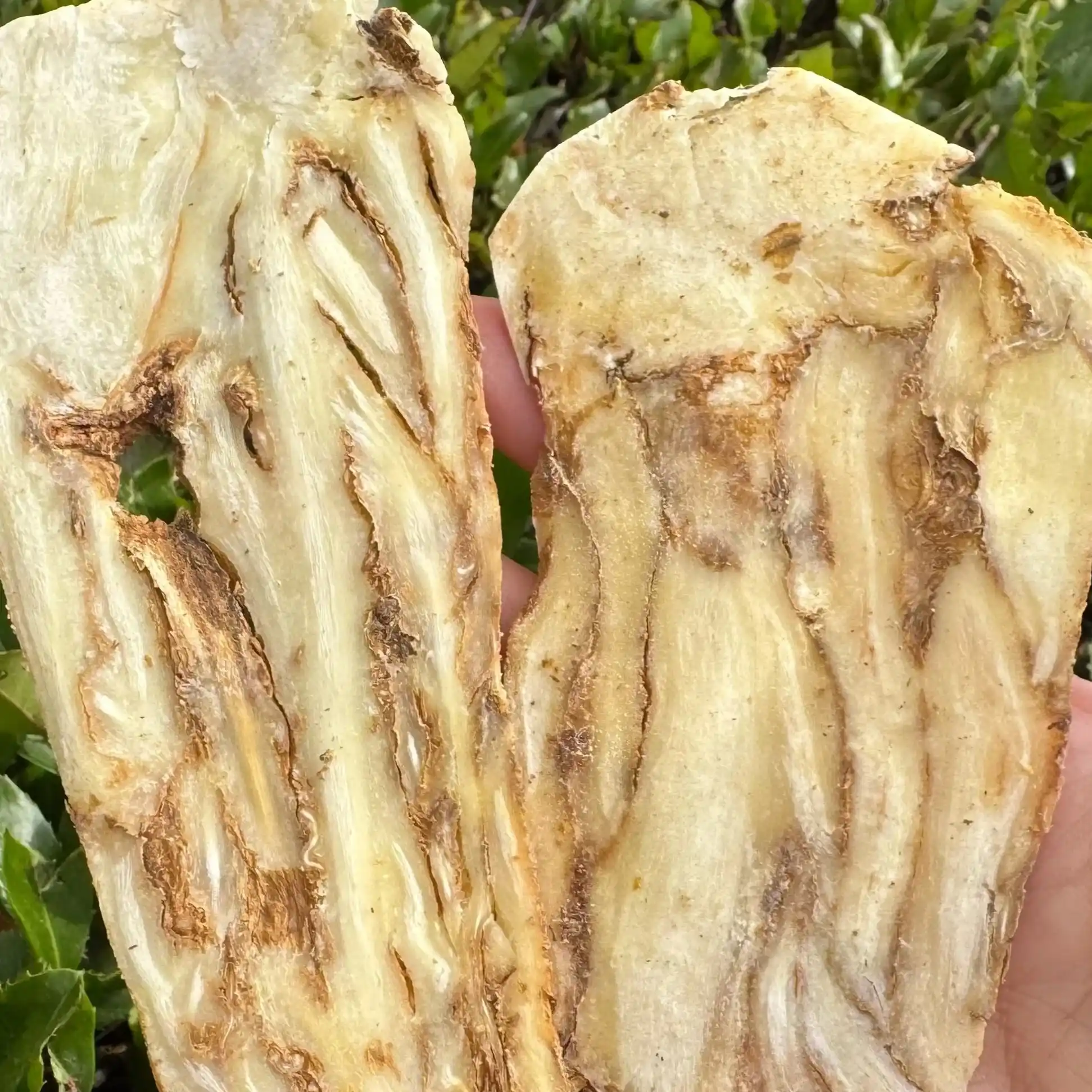 工場生産におけるダングイのスライスと全根の長所と短所 4