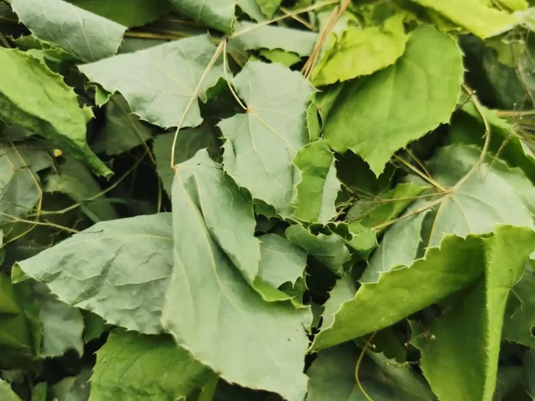 Epimedium (Yin Yang Huo): Zioło na libido i energię 10 Epimedium Yin Yang Huo Zioło na libido i energię 3
