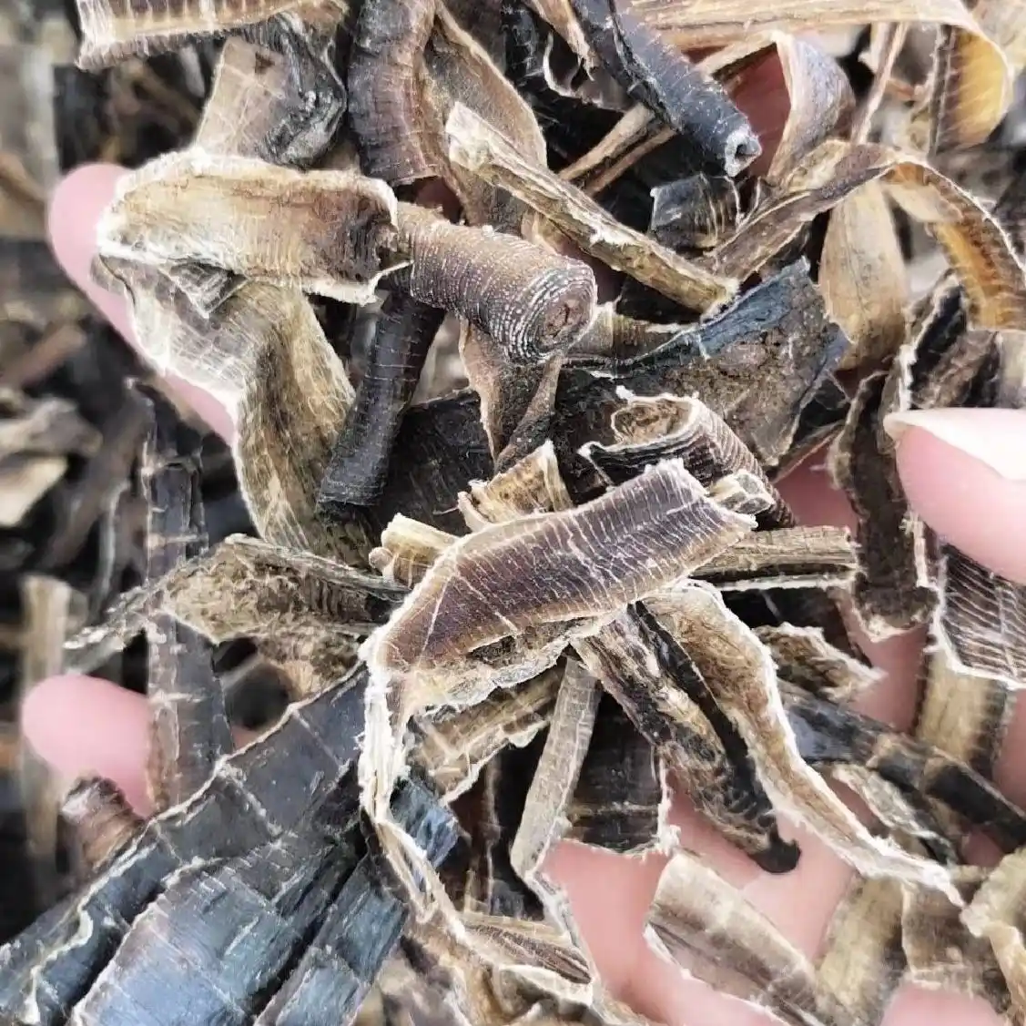 Lombrico essiccato (Di Long): pulizia, uniformità di taglio e accettazione degli odori specifiche 2 Verme essiccato (Di Long): pulizia, uniformità di taglio e accettazione degli odori.