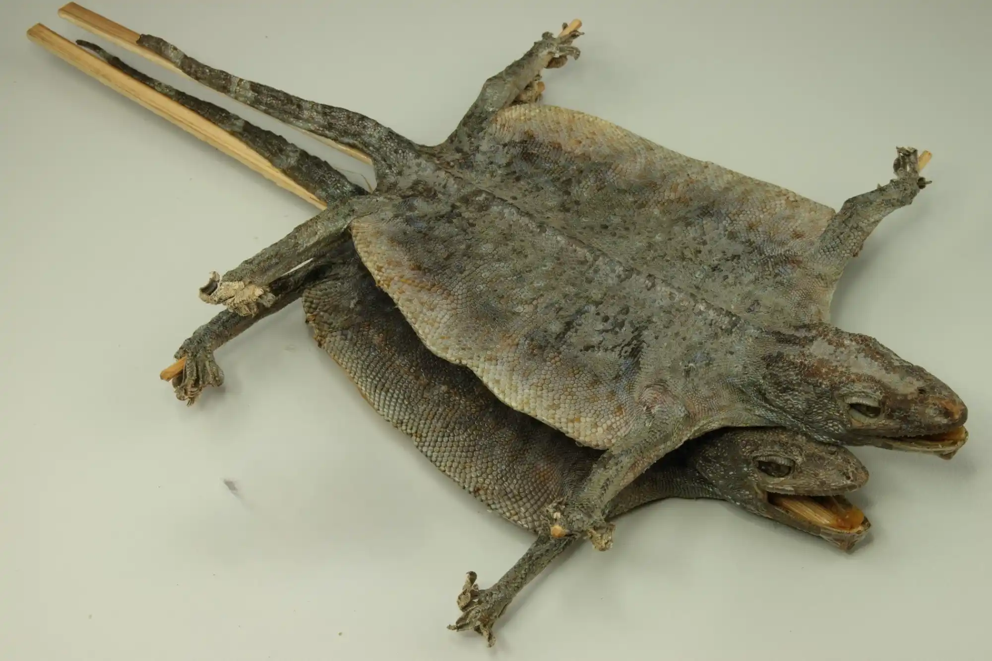 Gecko (Ge Jie) : la légalité et la documentation de base doivent être vérifiées par les acheteurs 2 Gecko (Ge Jie) légalité et documentation de base les acheteurs doivent vérifier