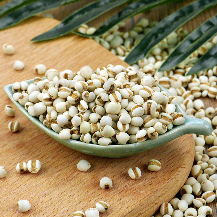 Coix Seed (Yi Yi Ren)