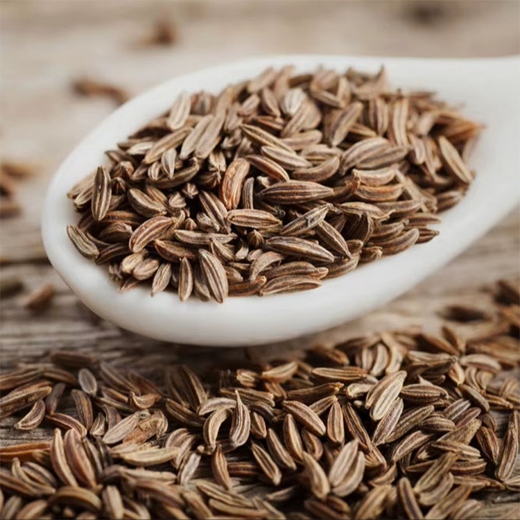 Fennel Seed Wholesale Guide Spice and Herbal Use Differences