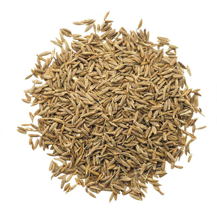Przewodnik po hurtowej sprzedaży nasion kopru włoskiego: różnice w zastosowaniu jako przyprawa i zioło 2 Fennel Seed Wholesale Guide Spice and Herbal Use Differences