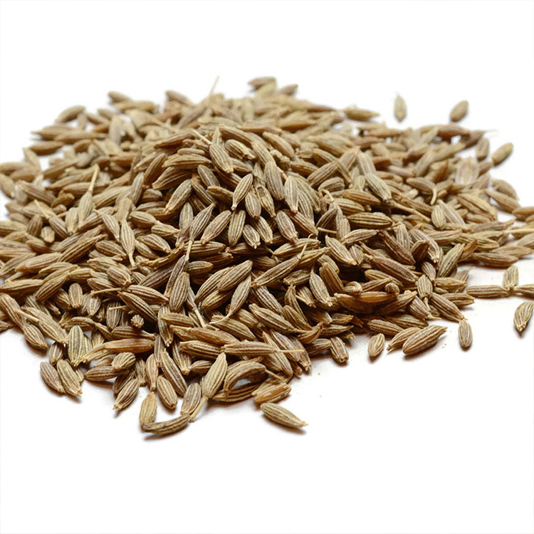 Fennel Seed Wholesale Guide Spice and Herbal Use Differences