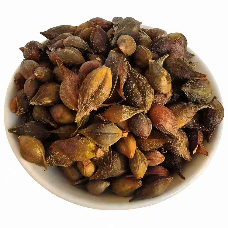 Forsythia Fruit Bulk Guide Green vs Mature Material Considerations